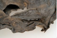 Etikett zu Bronzeringgriffmesser (NHMW-PRAE-073842)